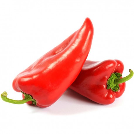 Spitzpaprika rot 2 Stk