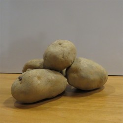 Erdäpfel Agria 5 KG