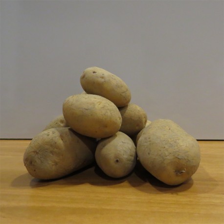 Erdäpfel Ditta 5 KG